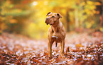 American Staffordshire Terrier