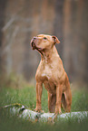 American Staffordshire Terrier