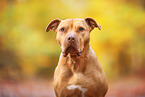 American Staffordshire Terrier