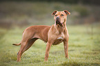 American Staffordshire Terrier