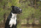 American Staffordshire Terrier