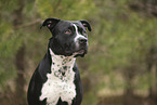 American Staffordshire Terrier