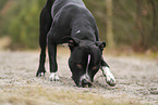 American Staffordshire Terrier