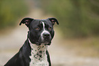 American Staffordshire Terrier