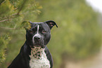 American Staffordshire Terrier
