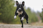 American Staffordshire Terrier