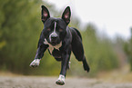 American Staffordshire Terrier