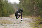 American Staffordshire Terrier