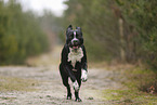 American Staffordshire Terrier