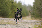 American Staffordshire Terrier