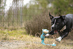 American Staffordshire Terrier
