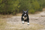 American Staffordshire Terrier