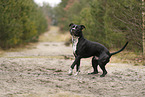 American Staffordshire Terrier