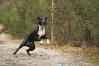 American Staffordshire Terrier