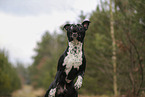 American Staffordshire Terrier