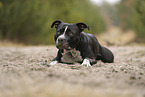 American Staffordshire Terrier