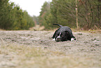 American Staffordshire Terrier