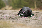 American Staffordshire Terrier