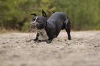 American Staffordshire Terrier