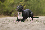 American Staffordshire Terrier