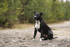 American Staffordshire Terrier