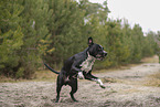 American Staffordshire Terrier
