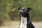 American Staffordshire Terrier