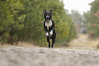 American Staffordshire Terrier