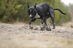 American Staffordshire Terrier