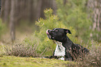 American Staffordshire Terrier