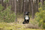 American Staffordshire Terrier