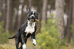 American Staffordshire Terrier