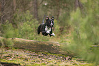 American Staffordshire Terrier