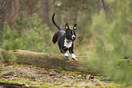 American Staffordshire Terrier