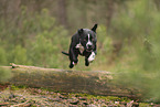 American Staffordshire Terrier