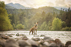 American Staffordshire Terrier