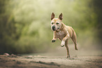 American Staffordshire Terrier