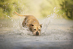 American Staffordshire Terrier