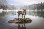 American Staffordshire Terrier