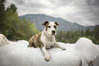 American Staffordshire Terrier