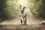 American Staffordshire Terrier