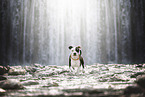 American Staffordshire Terrier