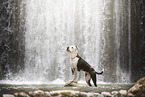 American Staffordshire Terrier