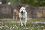 American Staffordshire Terrier