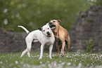 American Staffordshire Terrier