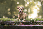 American Staffordshire Terrier