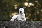 American Staffordshire Terrier