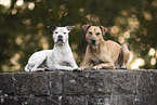 American Staffordshire Terrier