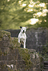American Staffordshire Terrier