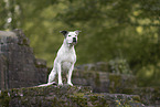 American Staffordshire Terrier